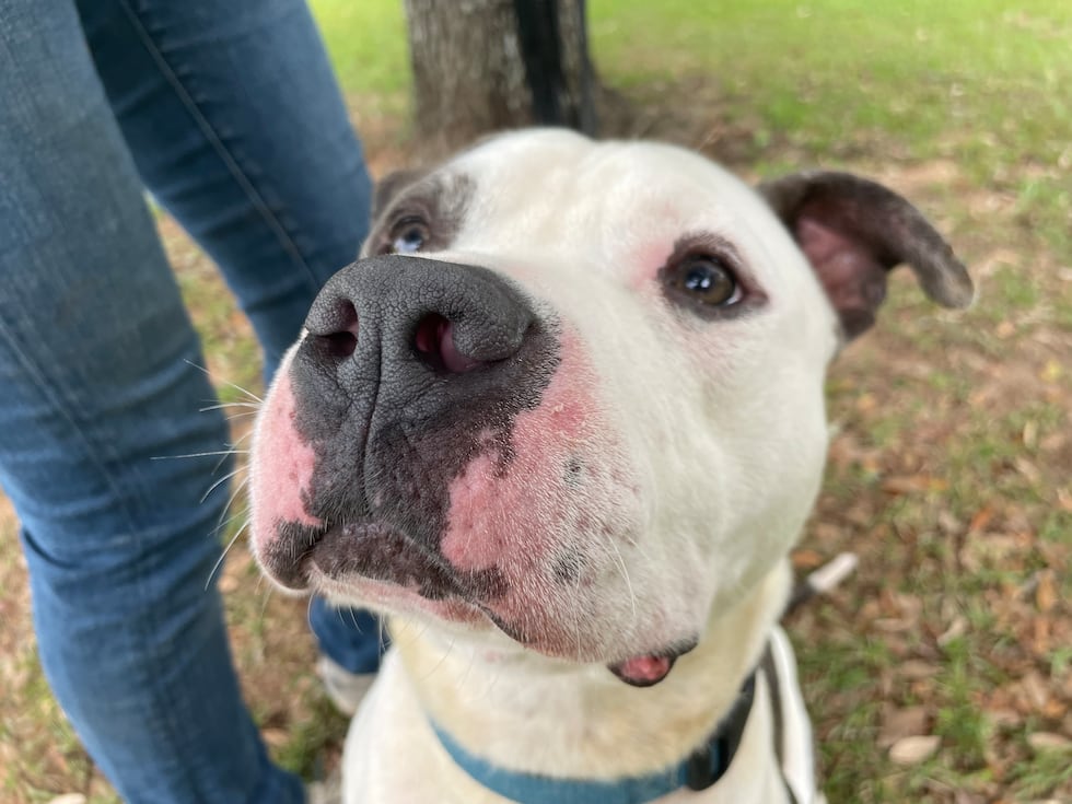 Russ enjoys shaking hands, running and lap surfing!
