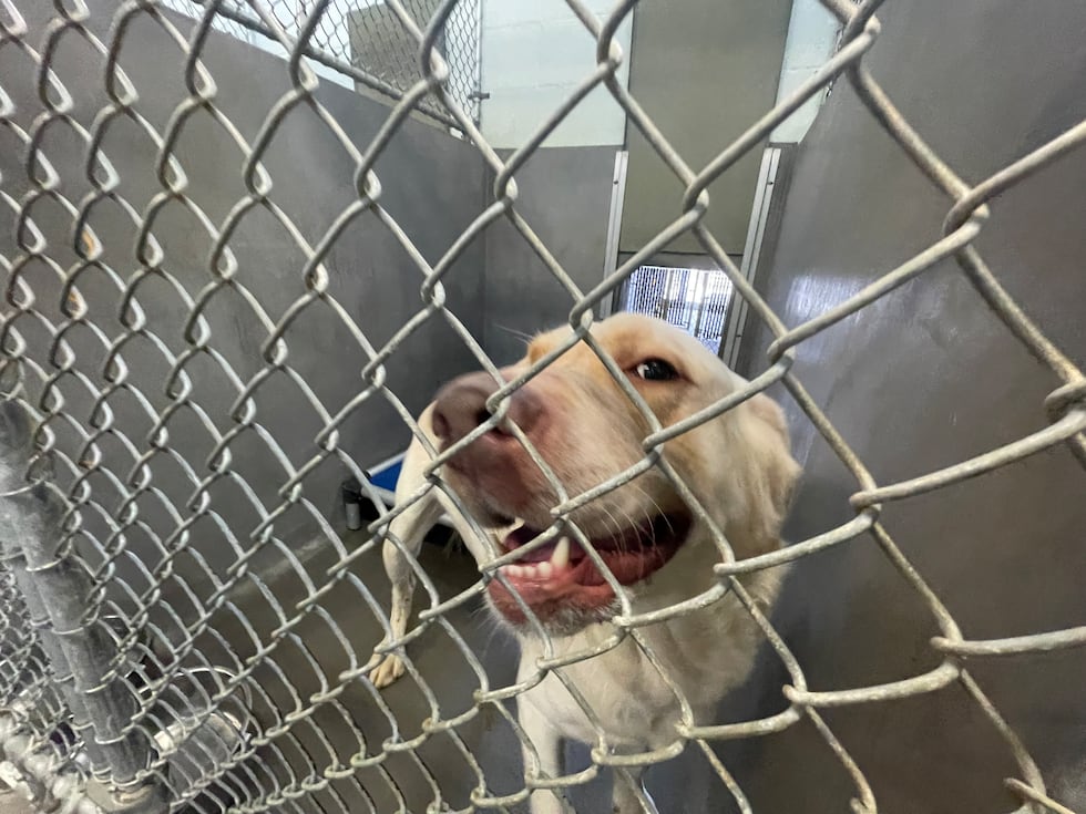 This is one of more than 100 dogs awaiting adoption at the Tallahassee Animal Service Center...