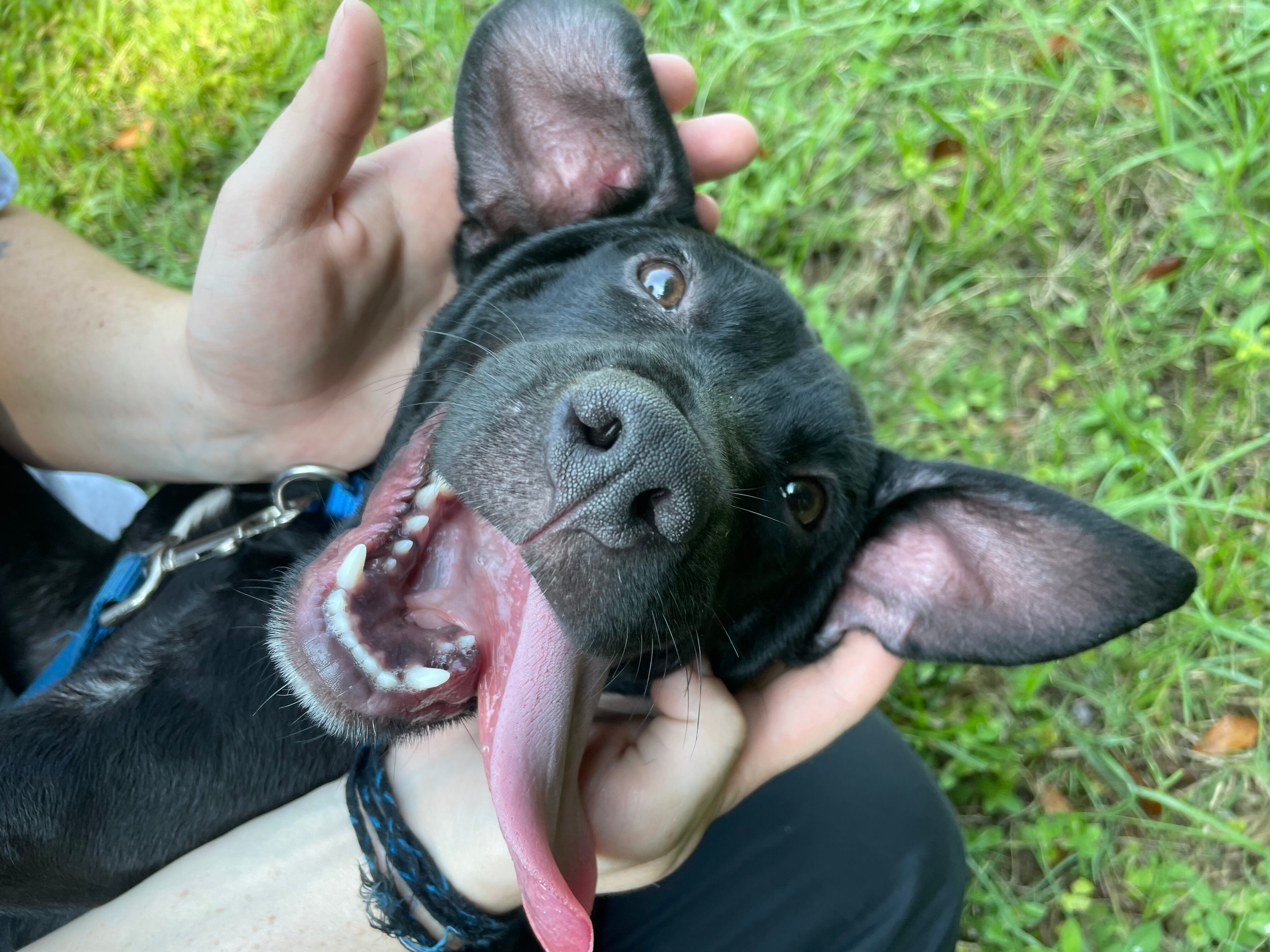 Furry Friday: Sweet, shy and snuggly pups ready for new fur-ever homes - Vimarsana News