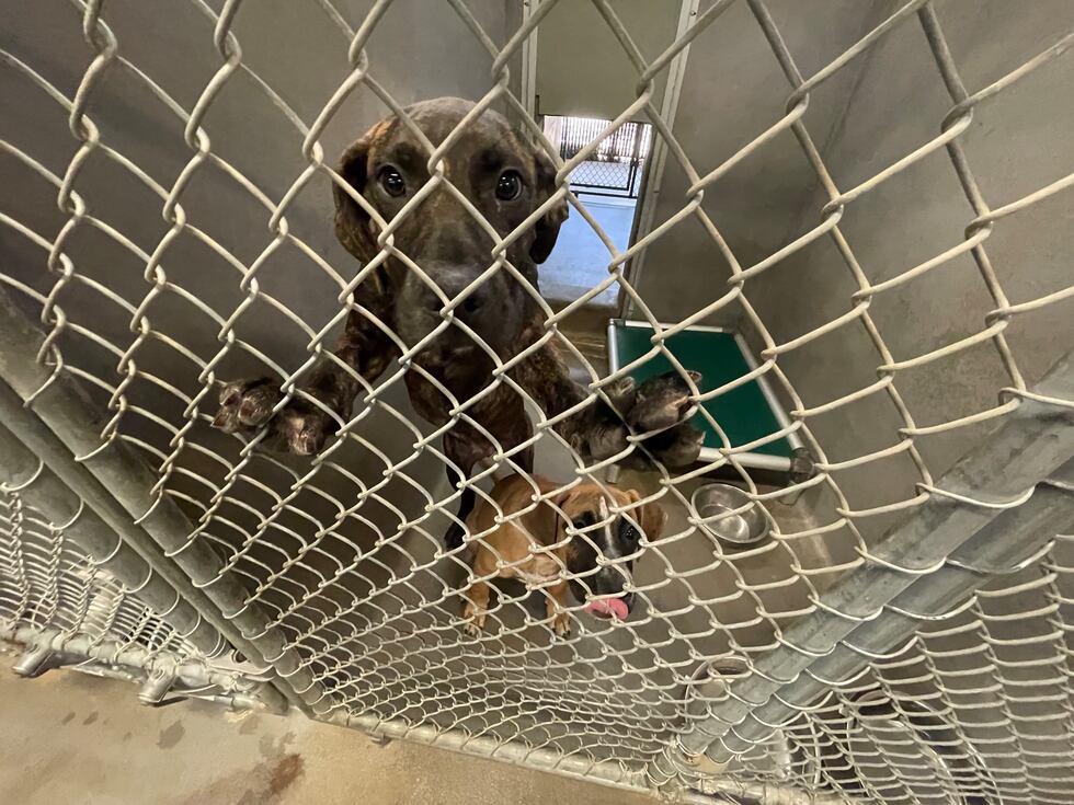 Two dogs share a kennel at the Tallahassee Animal Service Center.