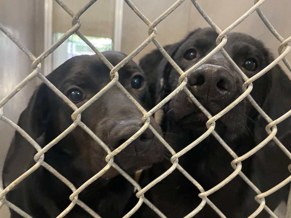 Dogs sharing a kennel at the Tallahassee Animal Service Center.