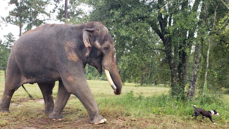 Bo, the 35-year-old elephant, celebrates his first anniversary as a retired circus star...