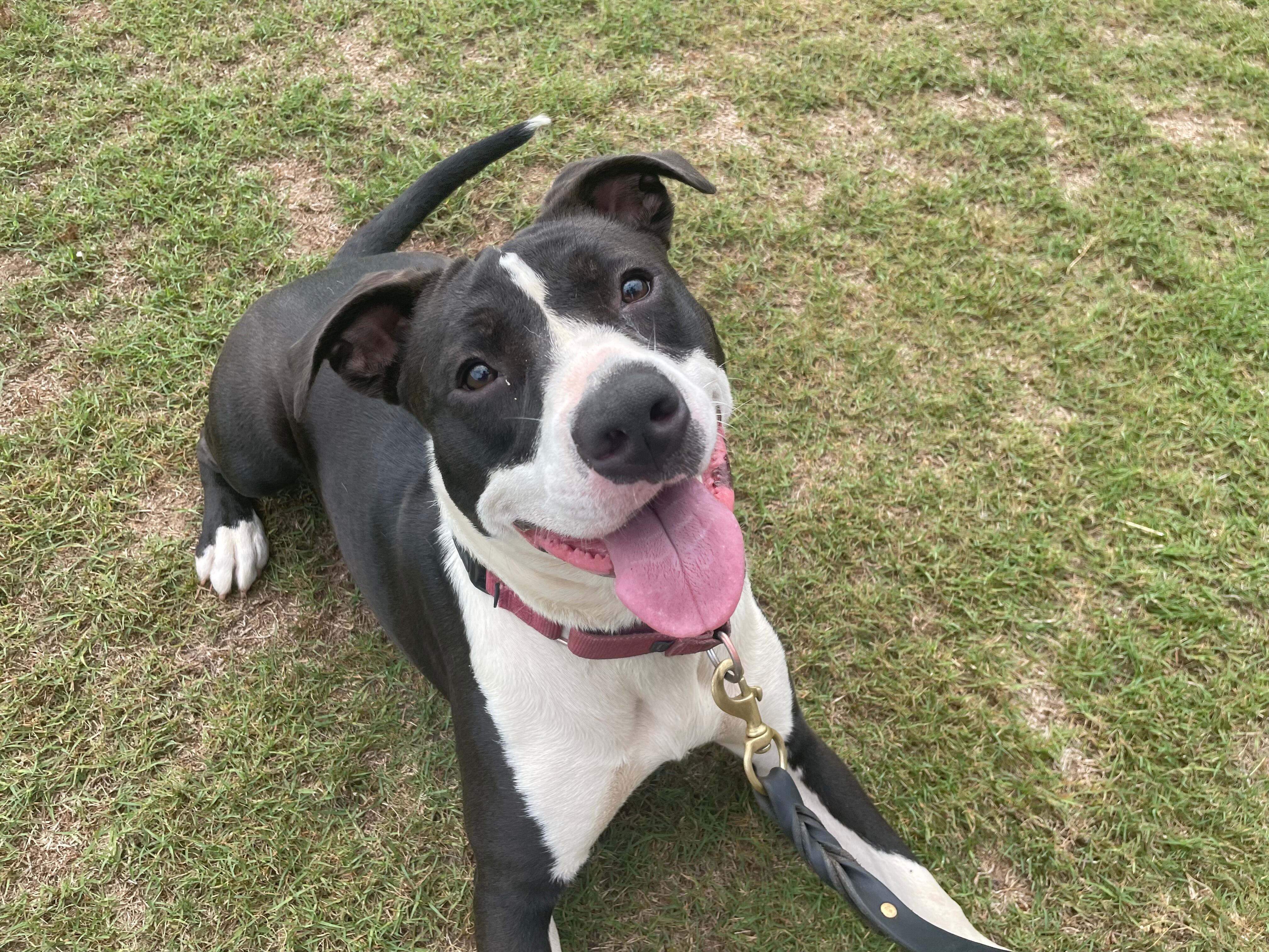 Furry Friday: Sun's out, tongues out! - Vimarsana News