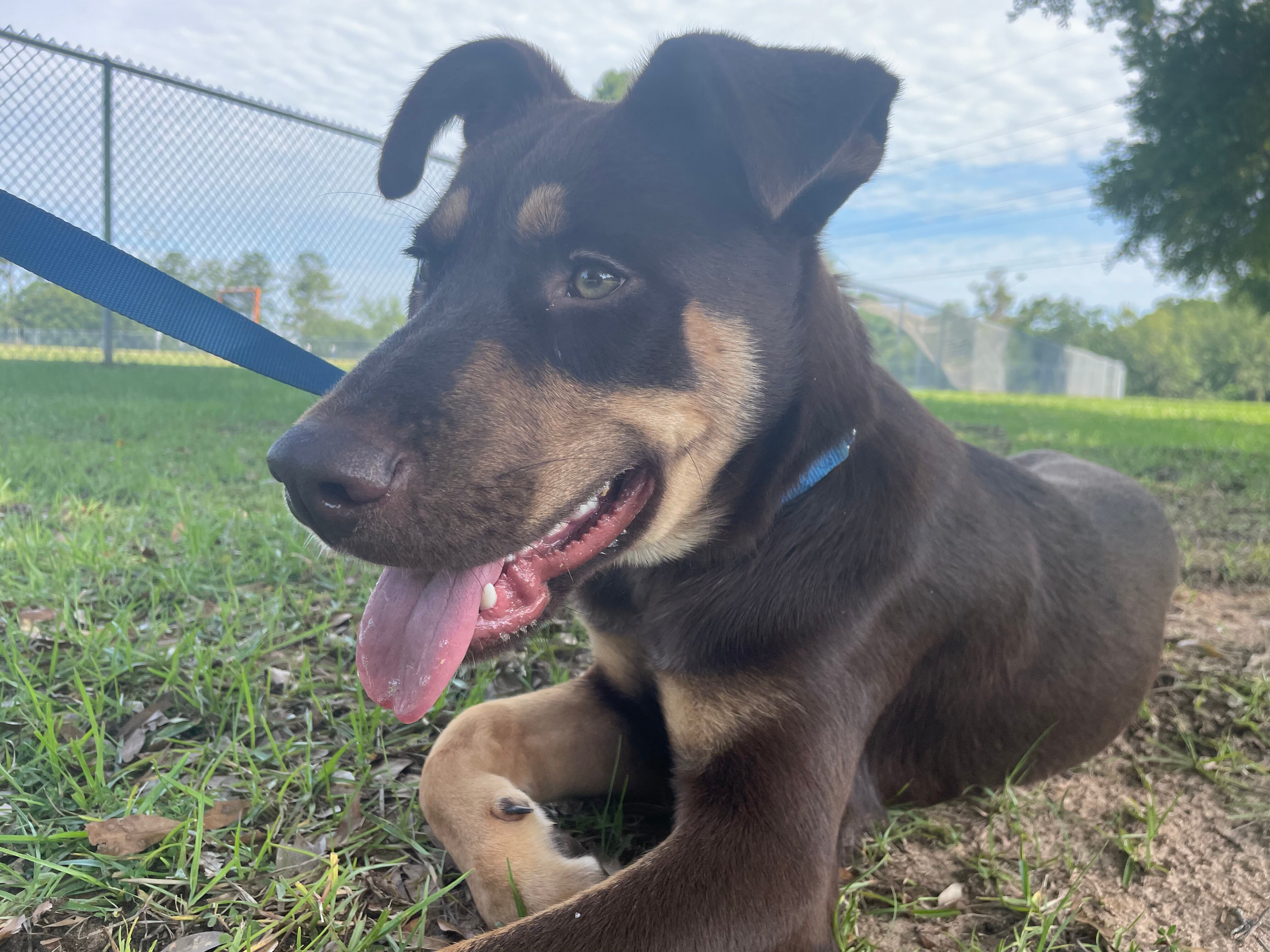Furry Friday : These puppies are ready for summer fun! - Vimarsana News