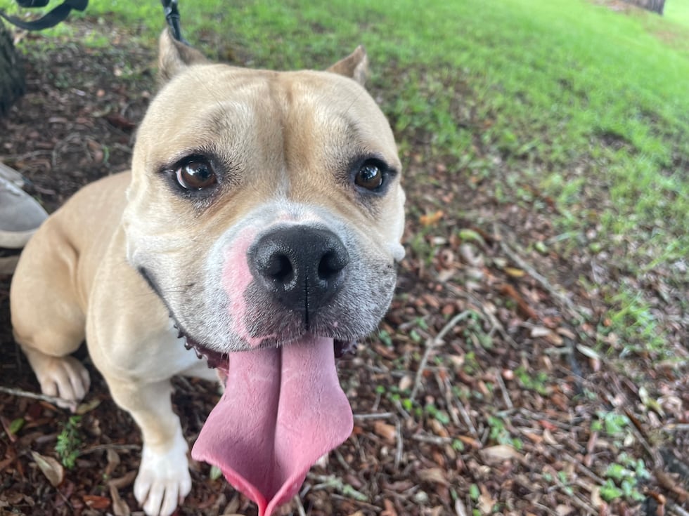 Cleo is ready to join you on a morning walk, an evening stroll or your couch!