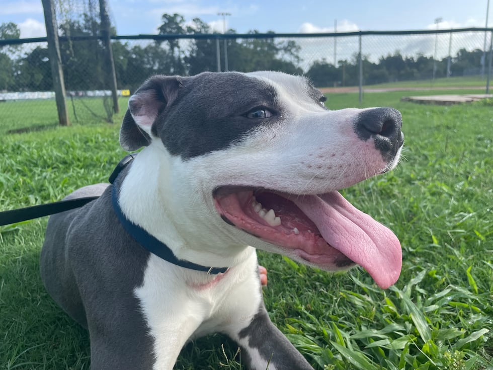 Ice will warm your heart! He needs a family with lots of love and patience.