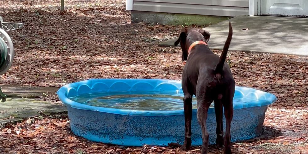 Lowndes County encourages people to keep their pets safe during hot weather.
