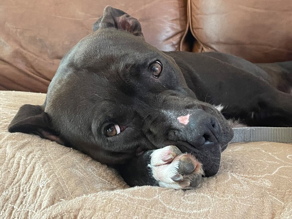 Twilight wakes up from a nap on her foster mom's couch.