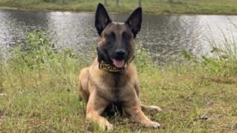 Two-year old German Shepherd Apollo is the newest member to the Thomasville Police Department...