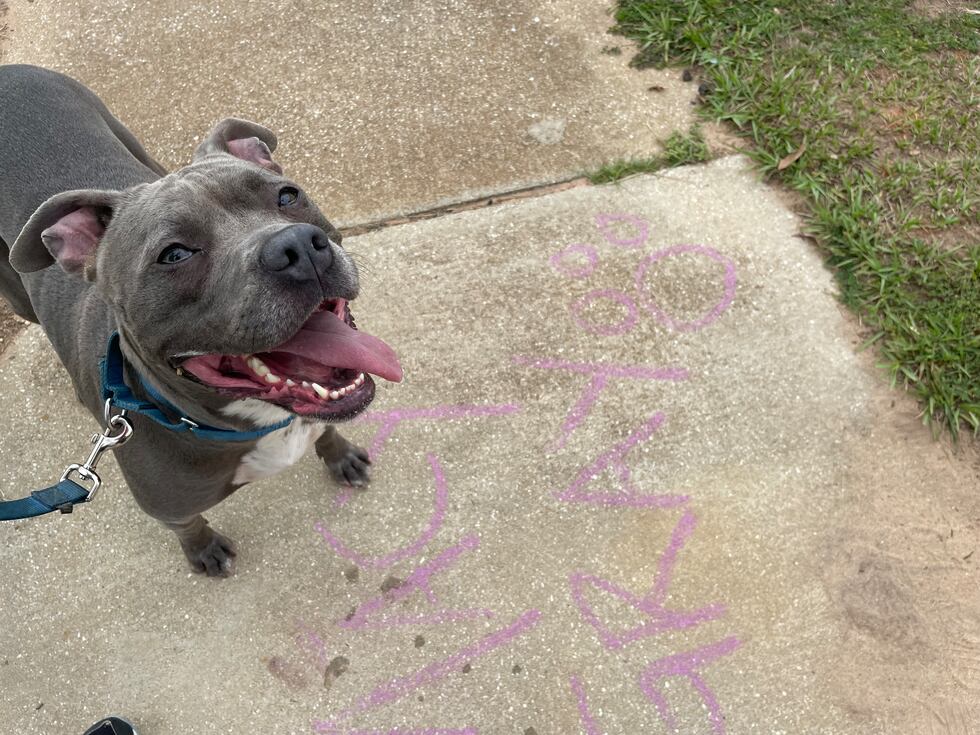 Macy Gray is loving and lively and ready to join your family for some summer fun!