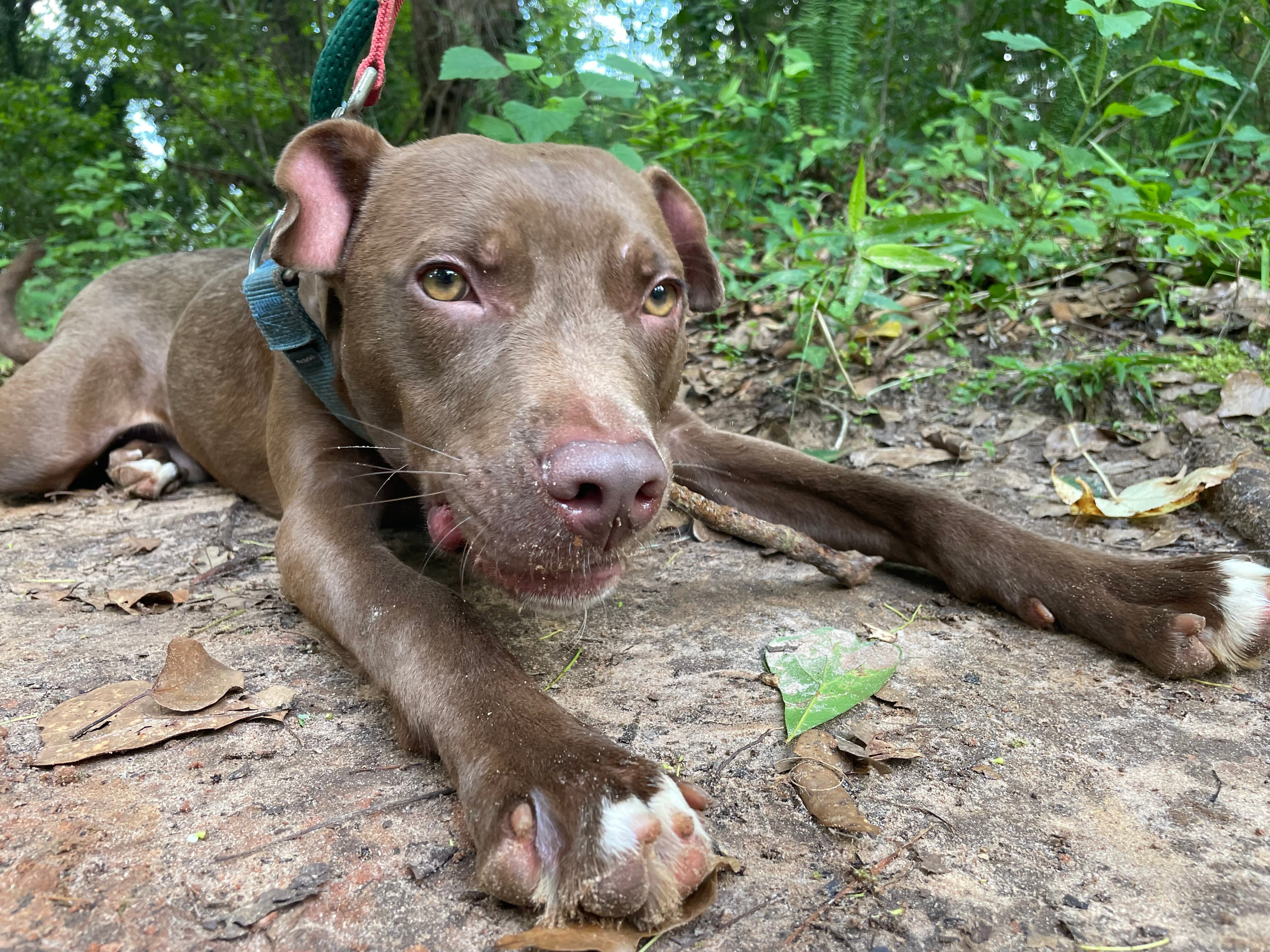 FURRY FRIDAY : Tails are wagging right now as dogs dream of finding their fur-ever families - Vimarsana News