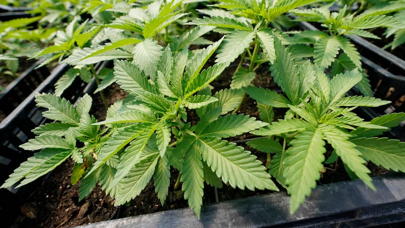 FILE - Marijuana plants for the adult recreational market are are seen in a greenhouse at...