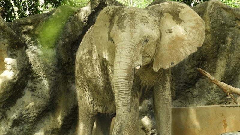 41-year-old Elephants rescued from a zoo and is expected to move to Refuge North America.