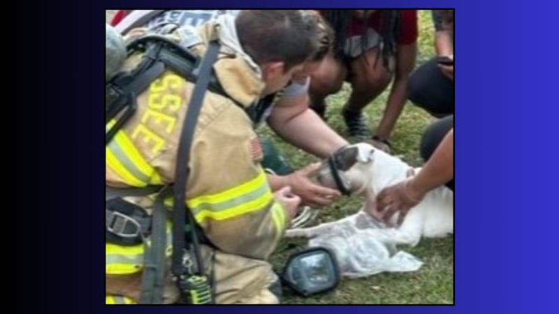 The Tallahassee Fire Department rescued a dog from a house fire on Sunday.
